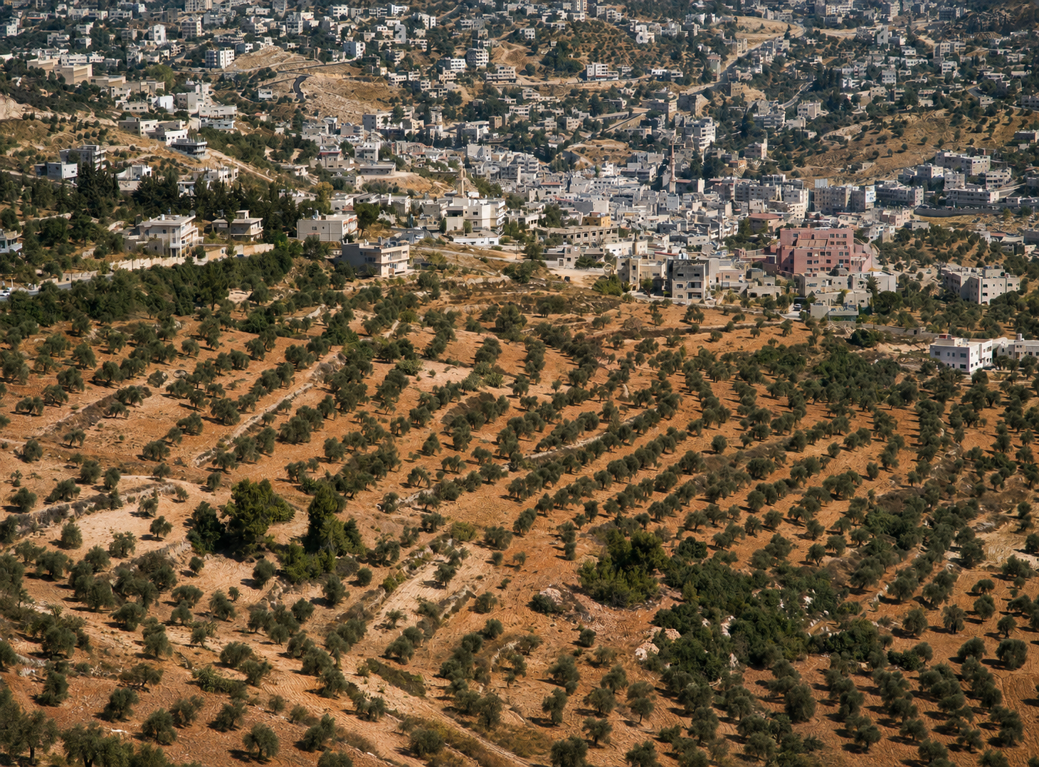 panoramic Jordan landscape with olive groves