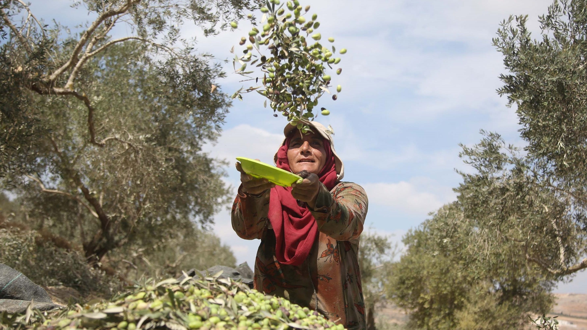 women harvesting olives among the trees