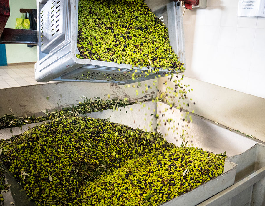 Olives being harvested from the tree