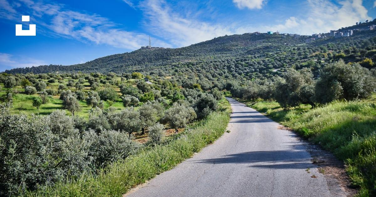 Olive-growing landscape in Jordan