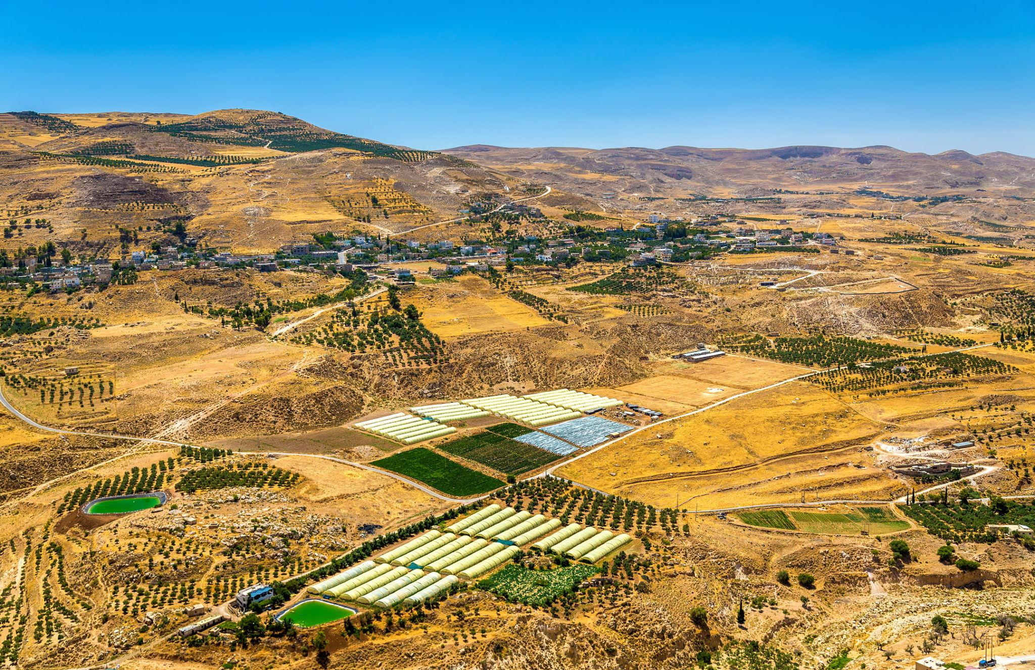 Rocky olive-growing hills in Jordan
